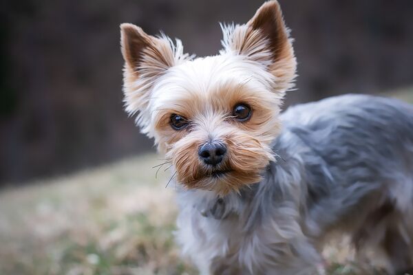 Poppy the Yorkshire Terrier