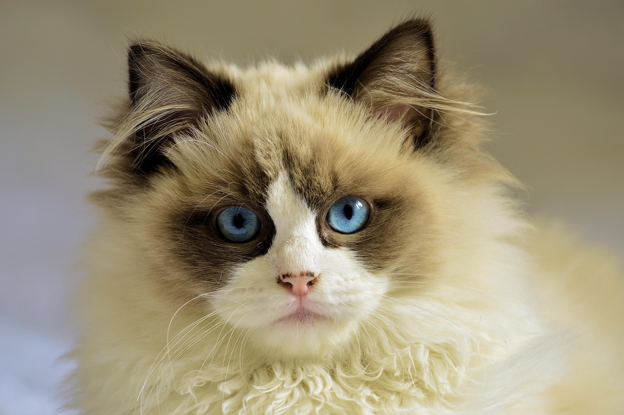 Princess the Ragdoll Cat