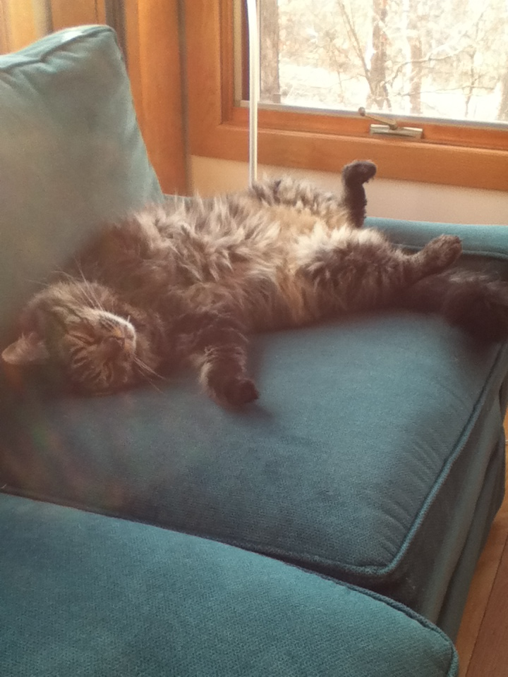 Raven the Black Domestic Cat