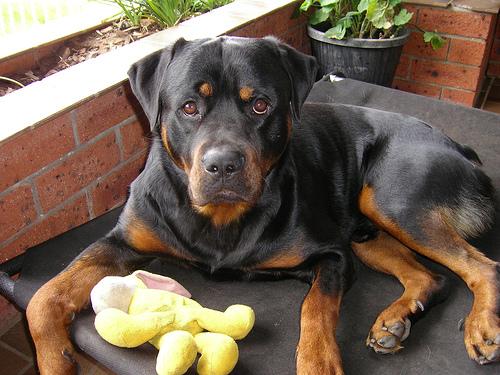 Rex the Rottweiler
