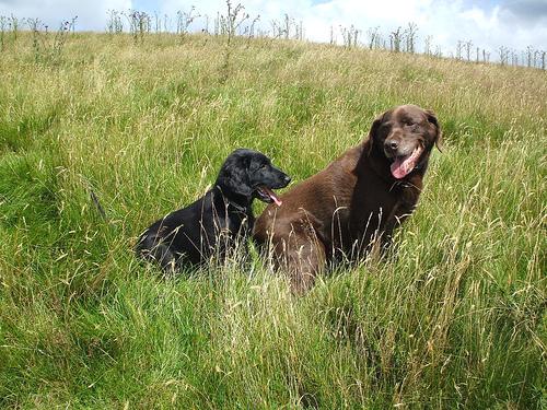 Riley the Labrador Retriever