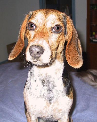 Ringo the Beagle