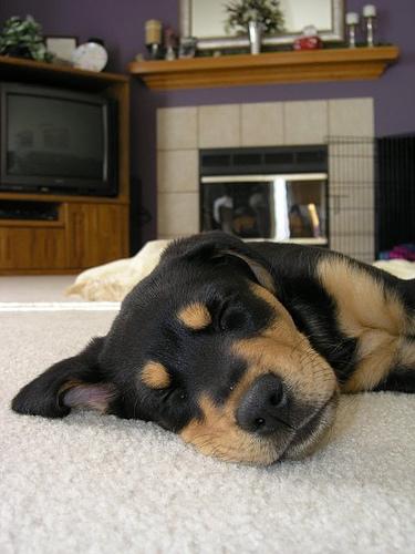 Rocco the Rottweiler