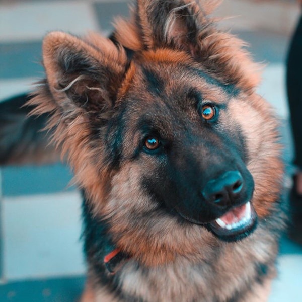 Rocky the German Shepherd
