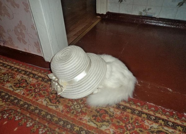 Rosebud the Persian Mix