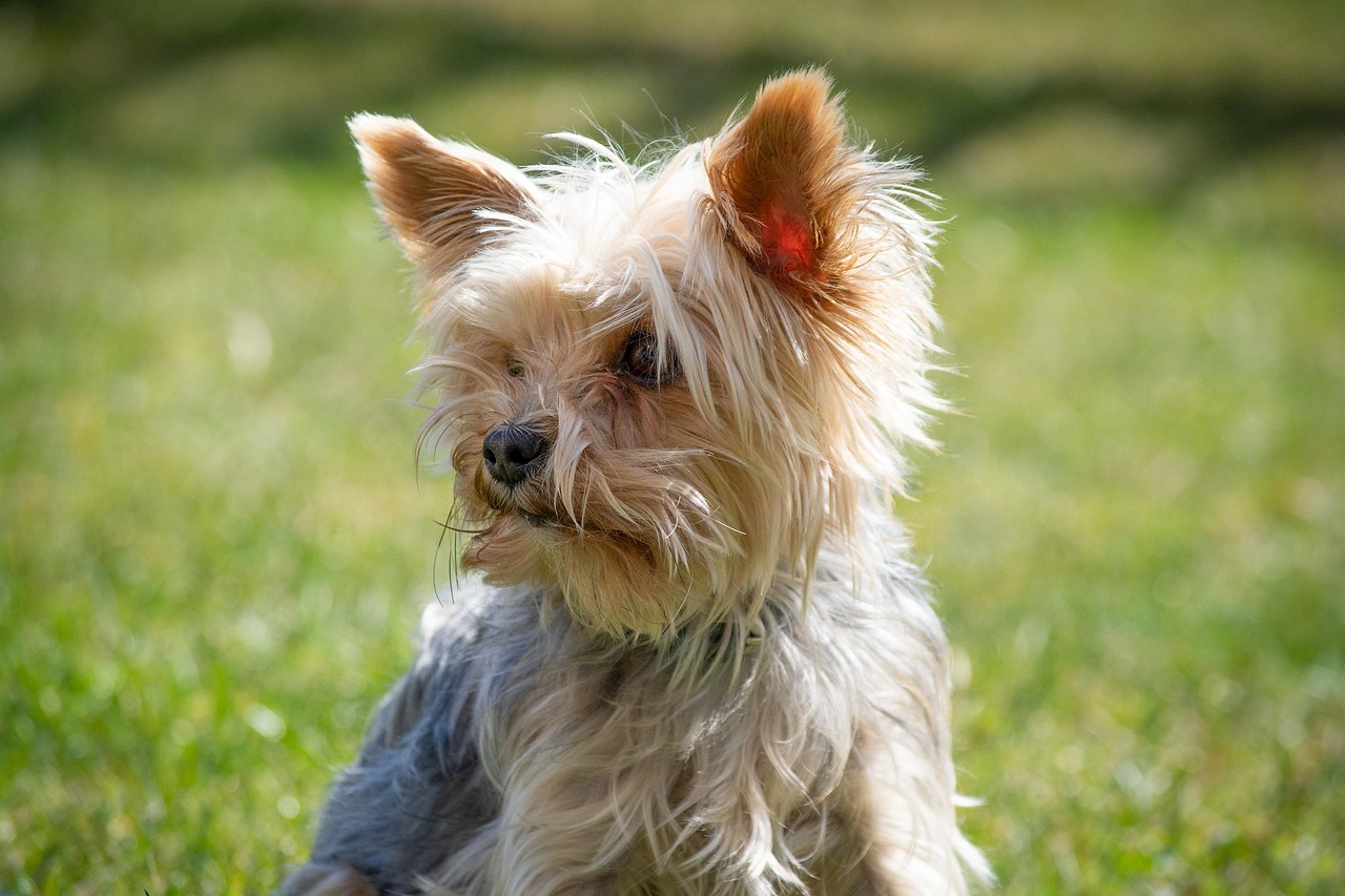 Roxy the Yorkshire Terrier