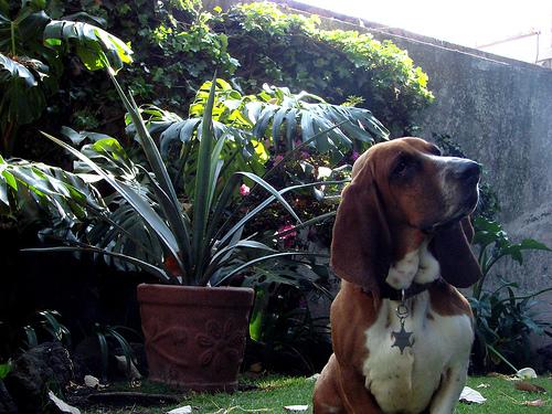 Rufus the Basset Hound