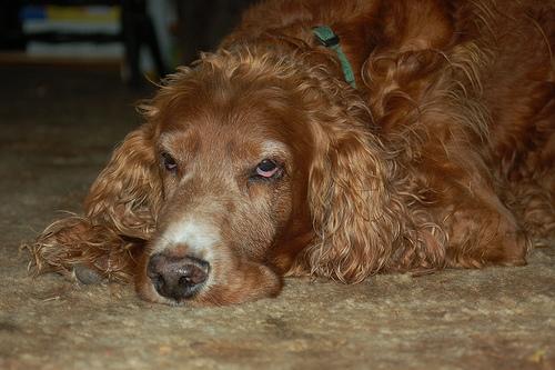 Rusty the Irish Setter