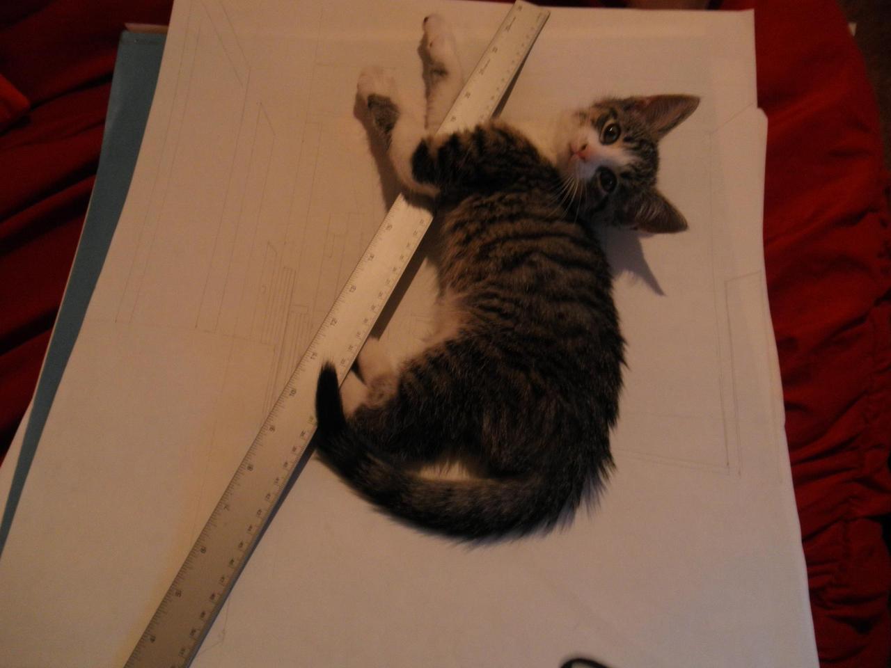 Sage the Domestic Shorthair