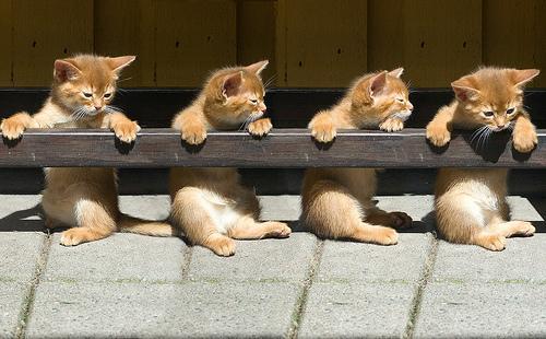 Salem the Black Domestic Shorthair