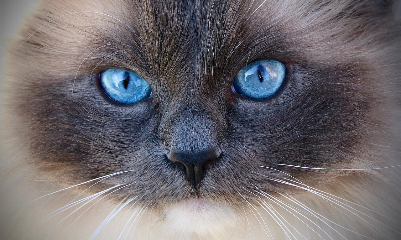 Sapphire the Ragdoll Cat