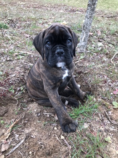 Sarge the Boxer