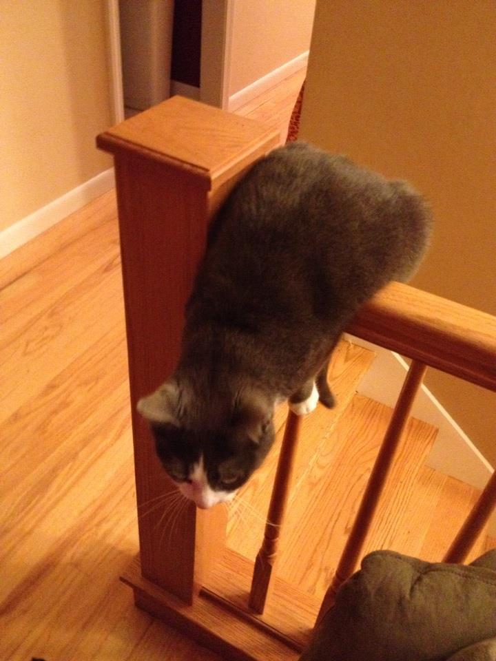 Sesame the Bengal Mix