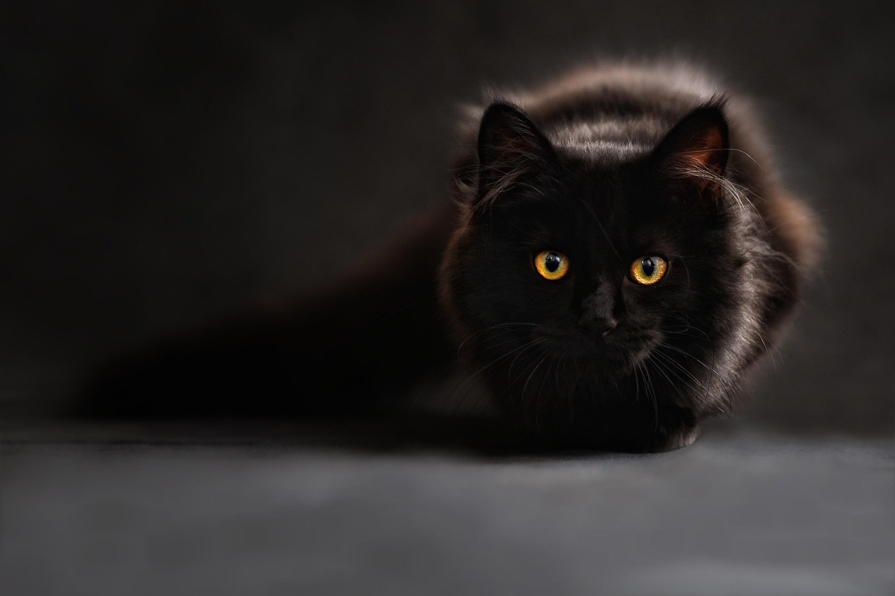 Shadow the Black Domestic Longhair