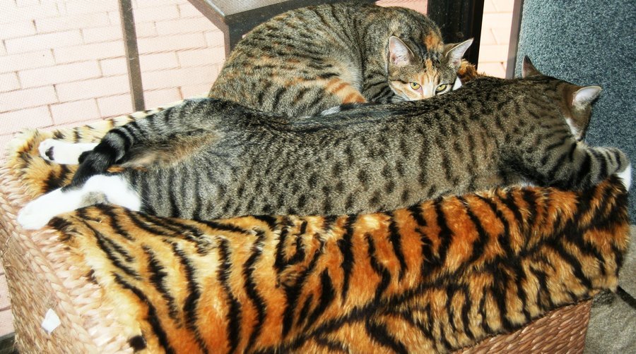 Sherbet the Calico Cat