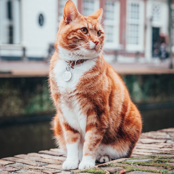 Simba the Orange Tabby Cat