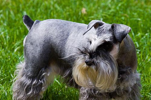 Skipper the Miniature Schnauzer
