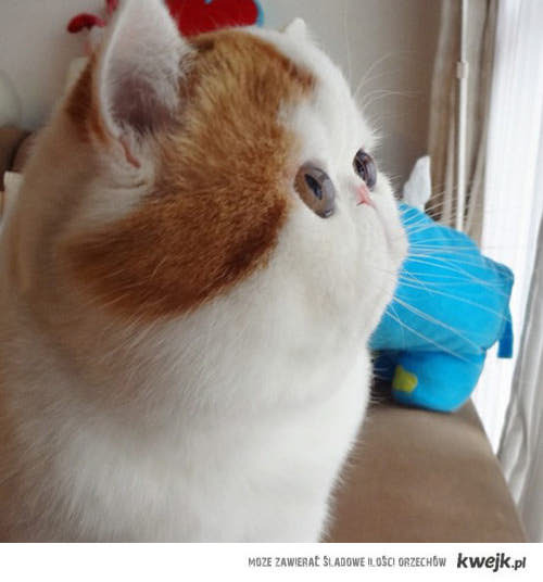 Slate the Russian Blue Mix