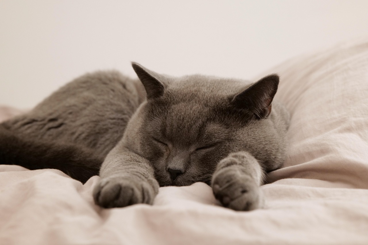 Smokey the British Shorthair