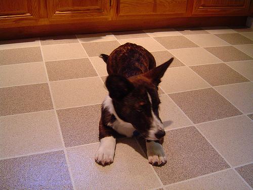 Sparky the Pembroke Welsh Corgi