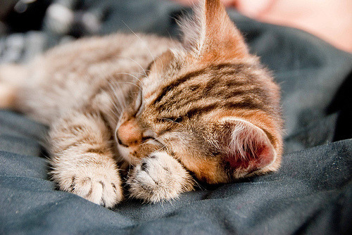 Sparrow the Maine Coon Mix