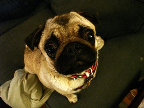 Stanley the Pug