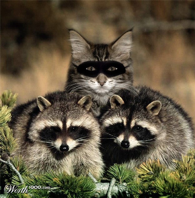 Starla the Ragdoll Mix