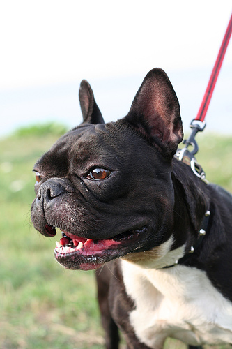 Stella the French Bulldog