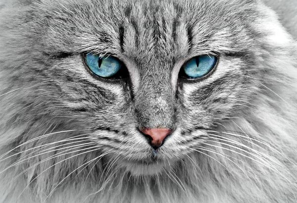 Storm the Silver Siberian