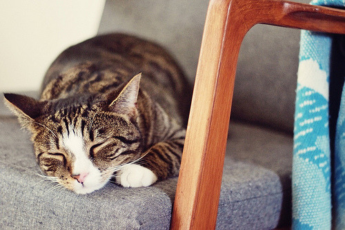 Sugar the Domestic Longhair