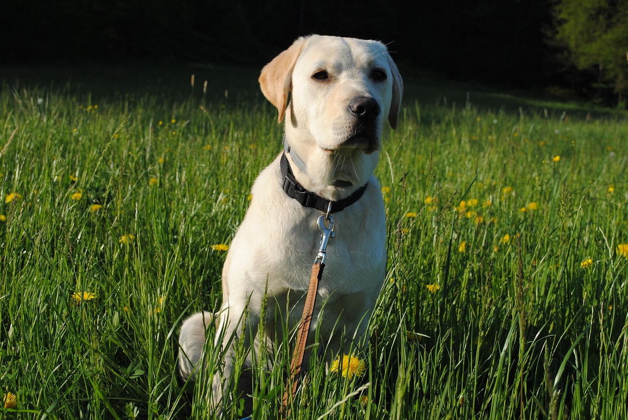 Sunny the Labrador Retriever