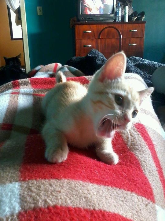 Tangerine the Orange Tabby