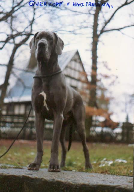 Tank the Great Dane