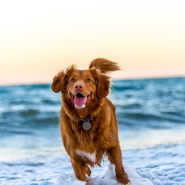 Teddy the Nova Scotia Duck Tolling Retriever