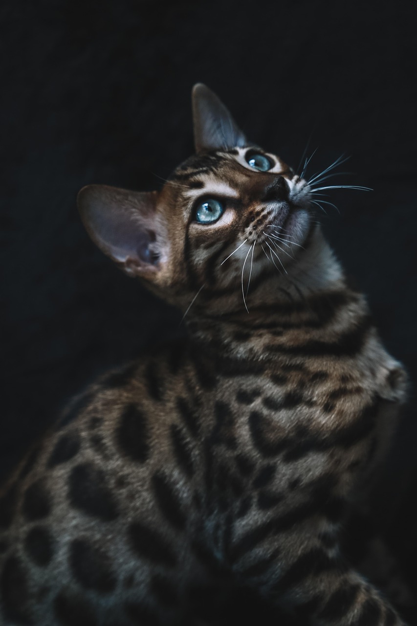Tiger the Bengal Cat