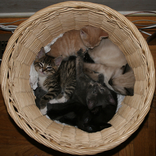 Toast the Brown Tabby