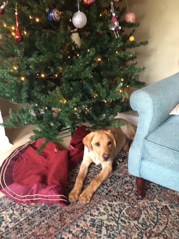 Tucker the Labrador Retriever