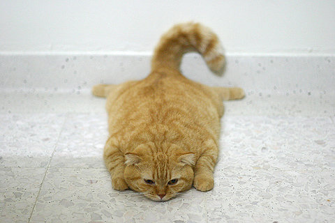 Violet the Domestic Longhair