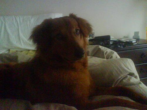 Whiskey the Irish Setter