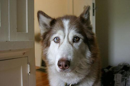 Winston the Siberian Husky