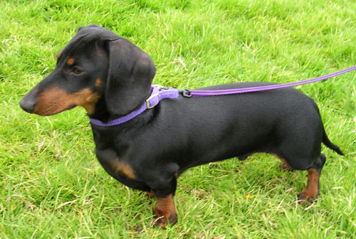 Woody the Dachshund
