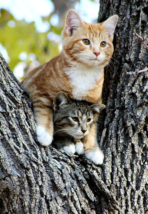 Wren the Domestic Shorthair