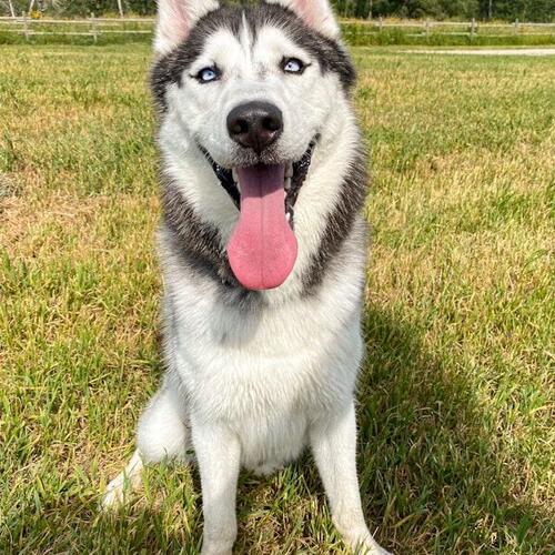 Zeus the Husky
